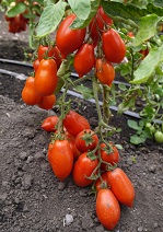 Томат Ракета Томат Ракета