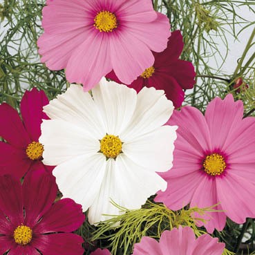 ������ �������������� ��������, ����� ������