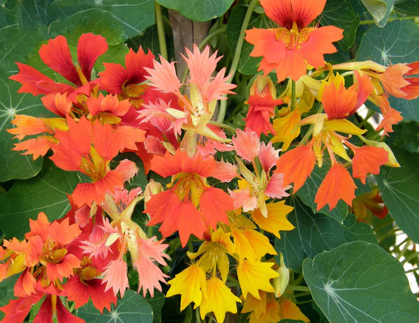 ��������� �������� ������ (�������� "��������� �����"), ����� ������