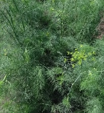 Укроп Серебряный ковер Укроп Серебряный ковер