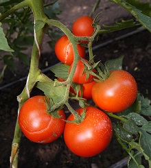 Томат Байкал F1 Томат Байкал F1