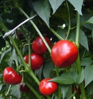 Перец острый Гриль черри Перец острый Гриль черри