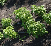 Базилик овощной Любимчик Базилик овощной Любимчик