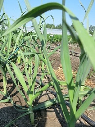 Лук порей Гулливер Лук порей Гулливер