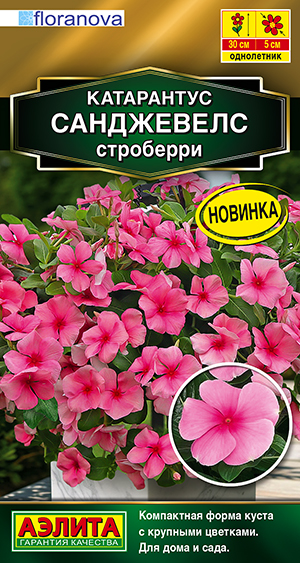 Катарантус Санджевелс строберри Катарантус Санджевелс строберри