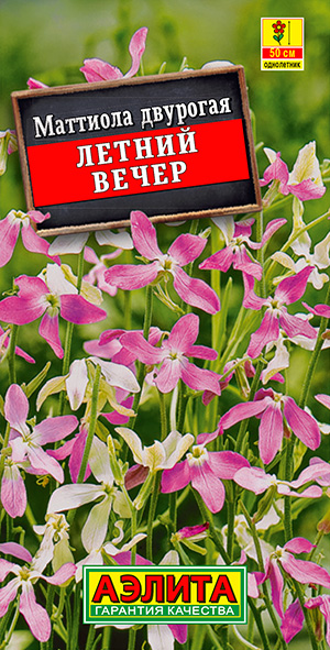 Маттиола Летний вечер Маттиола Летний вечер