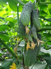 Огурец Черношипый корнишон F1 Огурец Черношипый корнишон F1