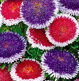 ����� ��������� ��������� ���-��-����, ����������� ����� ������ (������-�����)