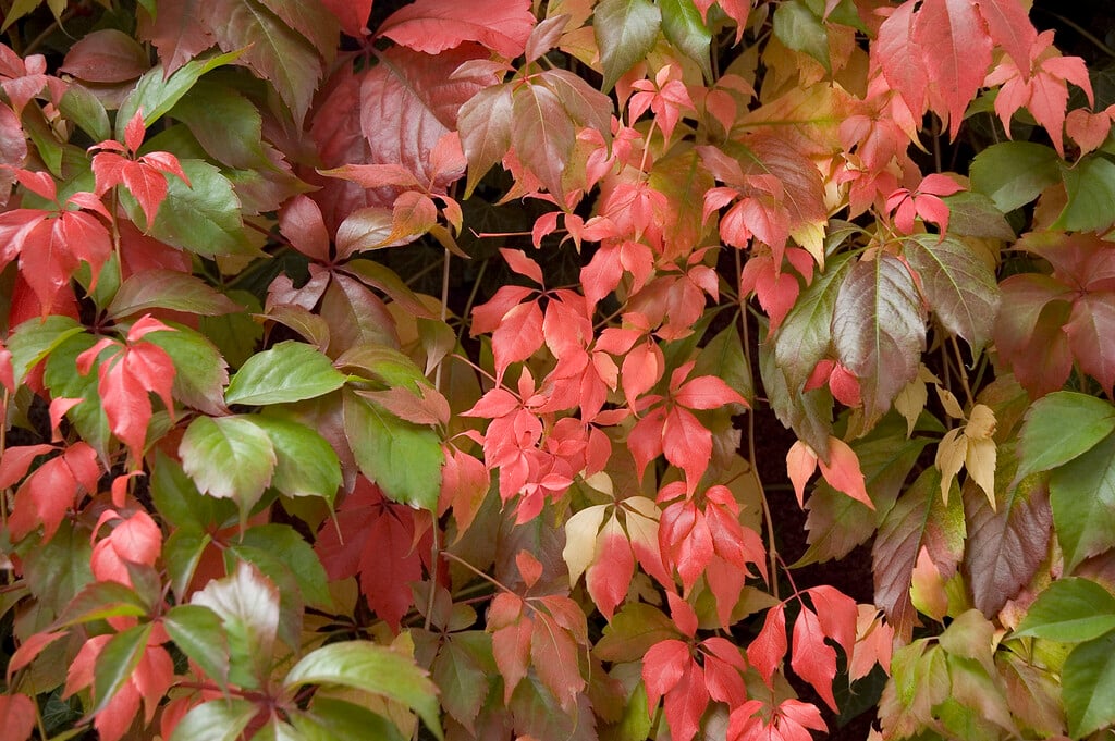 �������� ������� ���������������