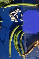 Фасоль овощная Пагода Фасоль овощная Пагода