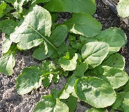 Индау (руккола) Сицилия Индау (руккола) Сицилия