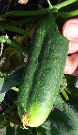 Огурец Новинка сезона Огурец Новинка сезона