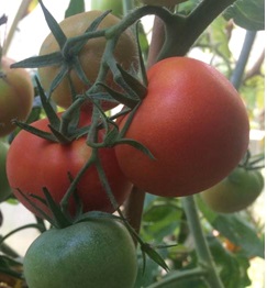 Томат Дикая роза Томат Дикая роза