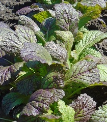 Горчица салатная Русская Горчица салатная Русская