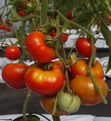 Томат Сахарный спрут Томат Сахарный спрут