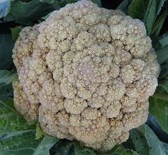 Капуста цветная Гарантия Капуста цветная Гарантия