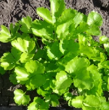 Сельдерей черешковый и листовой Нежный Сельдерей черешковый и листовой Нежный