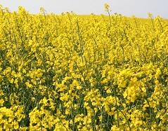 Горчица сарептская Юнона Горчица сарептская Юнона