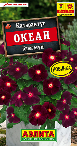 Катарантус Океан блэк мун Катарантус Океан блэк мун