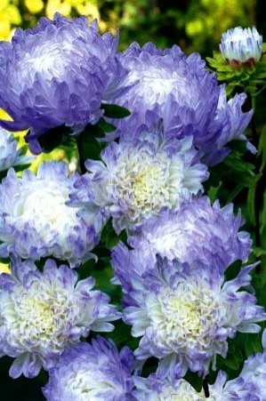 ����� ��������� ���������� �����