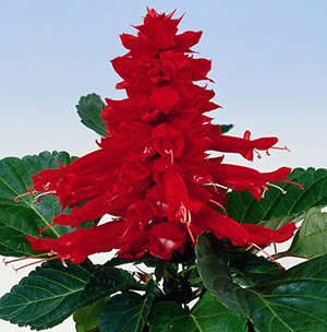 Сальвия сверкающая Ред Алерт Сальвия сверкающая Ред Алерт