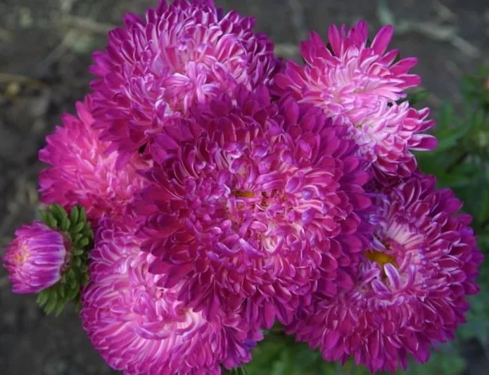 ����� ��������� ����� ����