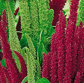 ������� �����, ����������� ����� ������ (������-���������)