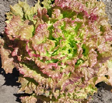 Салат Сорренто Салат Сорренто