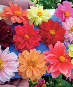 Георгина изменчивая Унвинс Беддинг карликовая полумахровая, смесь сортов Георгина изменчивая Унвинс Беддинг карликовая полумахровая, смесь сортов