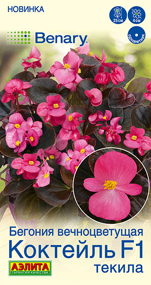 Бегония вечноцветущая Коктейль F1 текила Бегония вечноцветущая Коктейль F1 текила