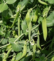 Горох овощной Амброзия Горох овощной Амброзия