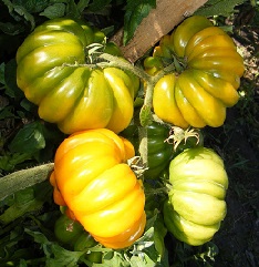 Томат Лотарингская красавица желтая Томат Лотарингская красавица желтая