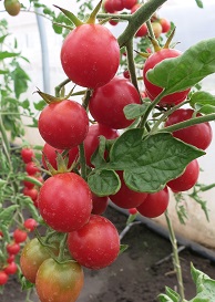 Томат Вишенка розовая Томат Вишенка розовая