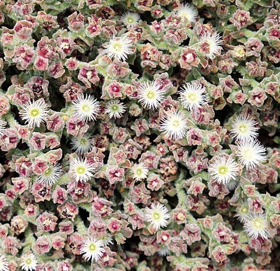 Мезембриантемум хрустальный (Хрустальная трава) Мезембриантемум хрустальный (Хрустальная трава)