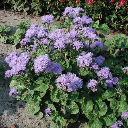 �������� ������������ ������� ���