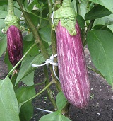 Баклажан Матросик Баклажан Матросик