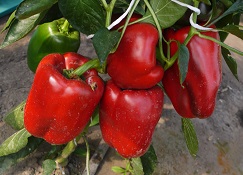 Перец сладкий Везувий Перец сладкий Везувий