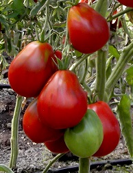 Томат Грушка черная Томат Грушка черная