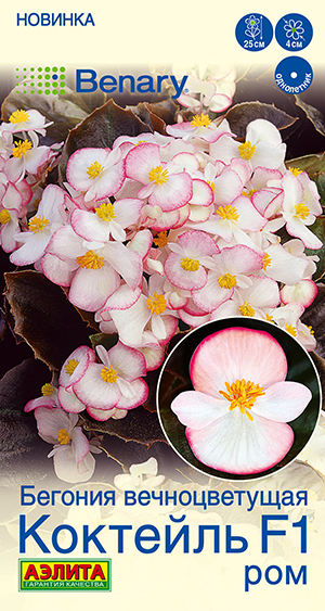 Бегония вечноцветущая Коктейль F1 ром Бегония вечноцветущая Коктейль F1 ром