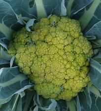 Капуста цветная Универсал Капуста цветная Универсал