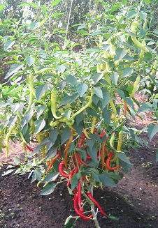 Перец острый Чудо Подмосковья Перец острый Чудо Подмосковья