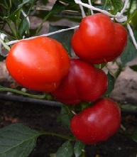 Перец сладкий Гогошар Перец сладкий Гогошар