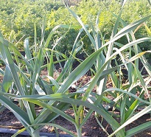 Лук порей Карантанский Лук порей Карантанский