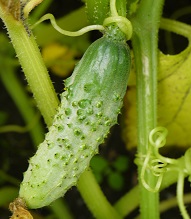 Огурец Парижский корнишон Огурец Парижский корнишон