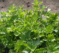 Сельдерей Листовой Сельдерей Листовой