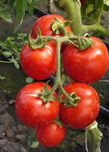 Томат Маскарена Томат Маскарена