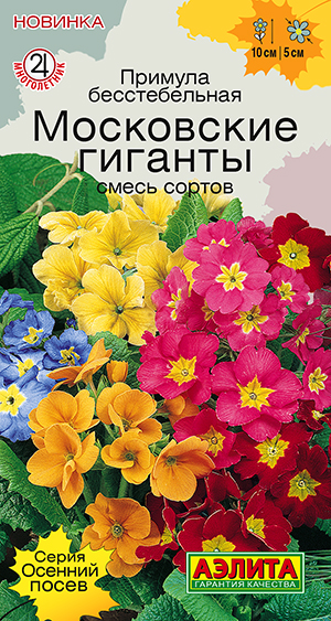 Примула Московские гиганты, смесь сортов Примула Московские гиганты, смесь сортов