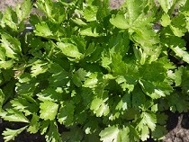 Сельдерей листовой Эликсир Сельдерей листовой Эликсир