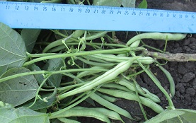 Фасоль овощная Триумф сахарный 764 Фасоль овощная Триумф сахарный 764