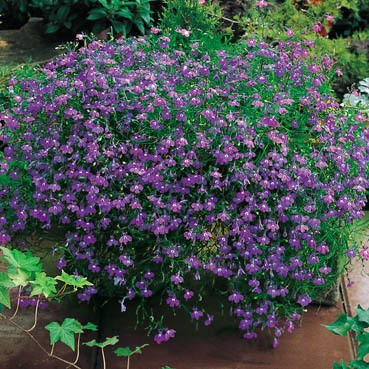 Лобелия Сапфир ампельная Лобелия Сапфир ампельная